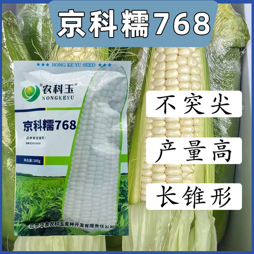 京科糯768甜糯玉米种子