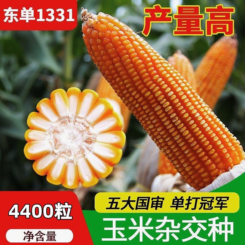 东单1331玉米种子原装4400粒抗病