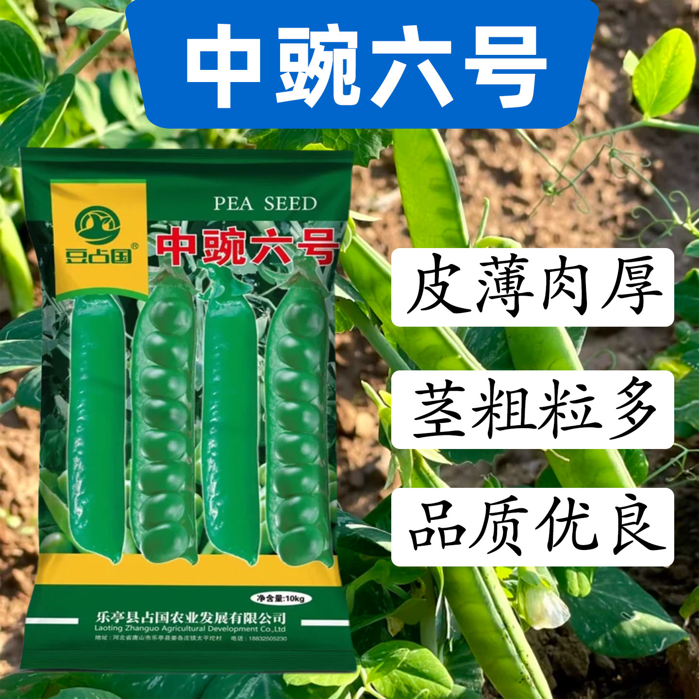 中豌六号豌豆种子皮薄肉厚大快粒多优质好吃蔬菜种子农家甜豌豆籽