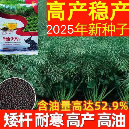 华油999油菜种子高产种子甘蓝型耐寒高出油铁杆油菜籽云贵川可种