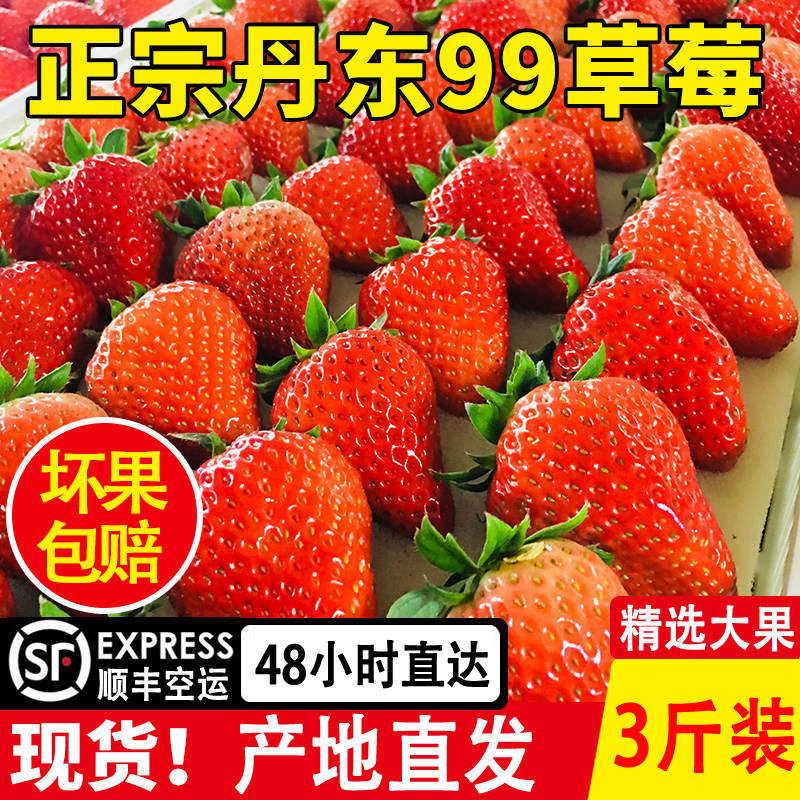 现货 丹东99牛奶油大草莓新鲜水果3斤东港红颜九九草莓礼盒装
