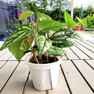 水晶胡椒 室内观叶进口热植瑰丽胡Piper Sylvati绿植超划算