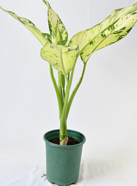 极光万年青新品网红大型大叶锦化好养耐荫水培绿植室内盆栽观叶