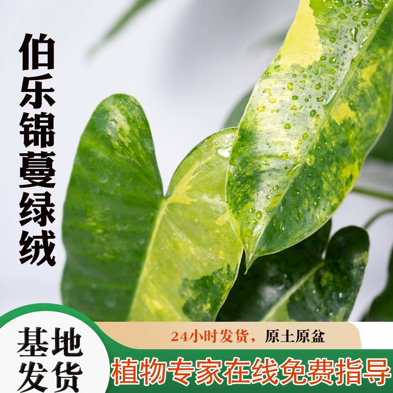 伯乐锦蔓绿绒净化空气吸收甲醛图片