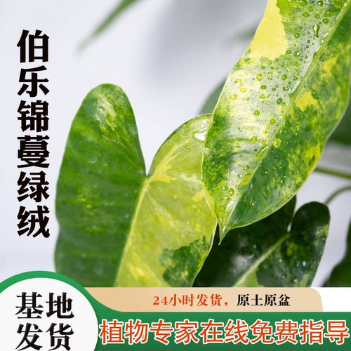 伯乐锦蔓绿绒净化空气吸收甲醛