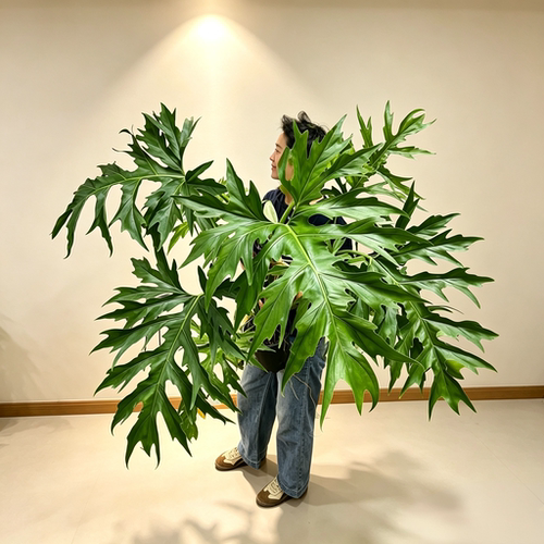 绿瓦萨维奇撕裂蔓绿绒室内大型大叶净化空气减压攀爬网红植物盆栽