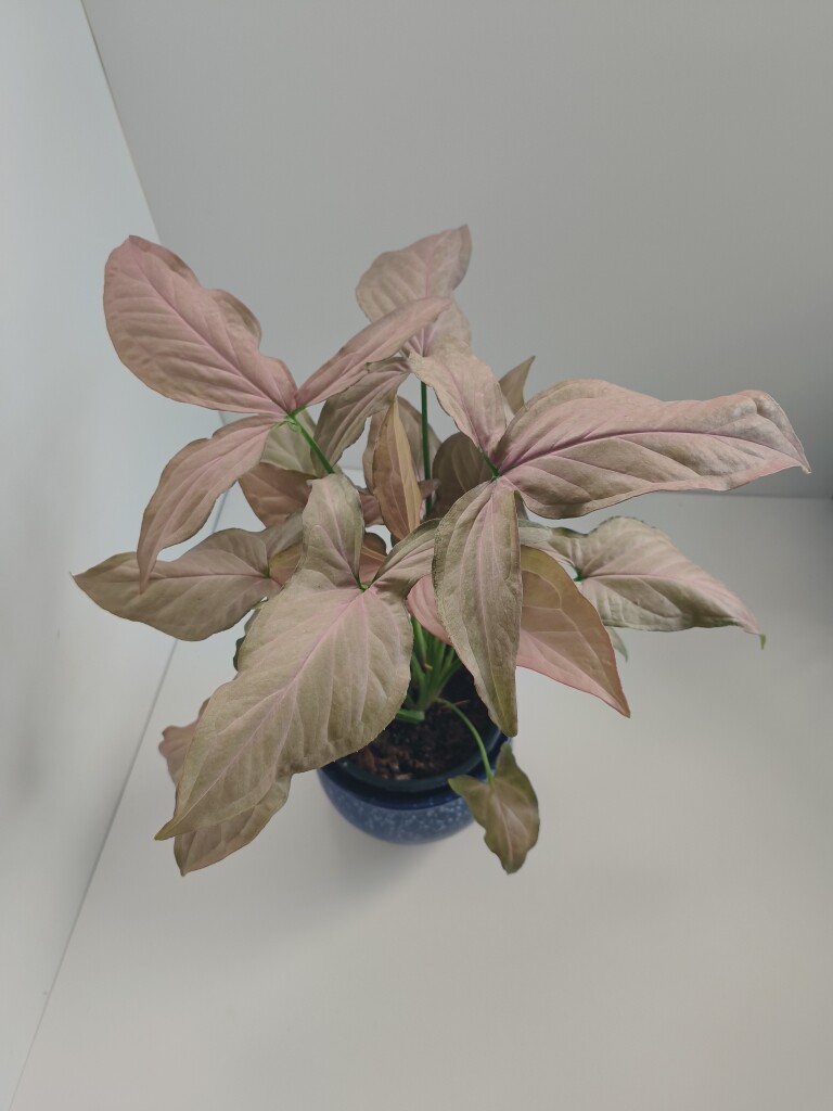 兔耳朵合果芋室内阳台彩色观叶盆栽植物网红北欧爬藤垂吊粗生好养图片