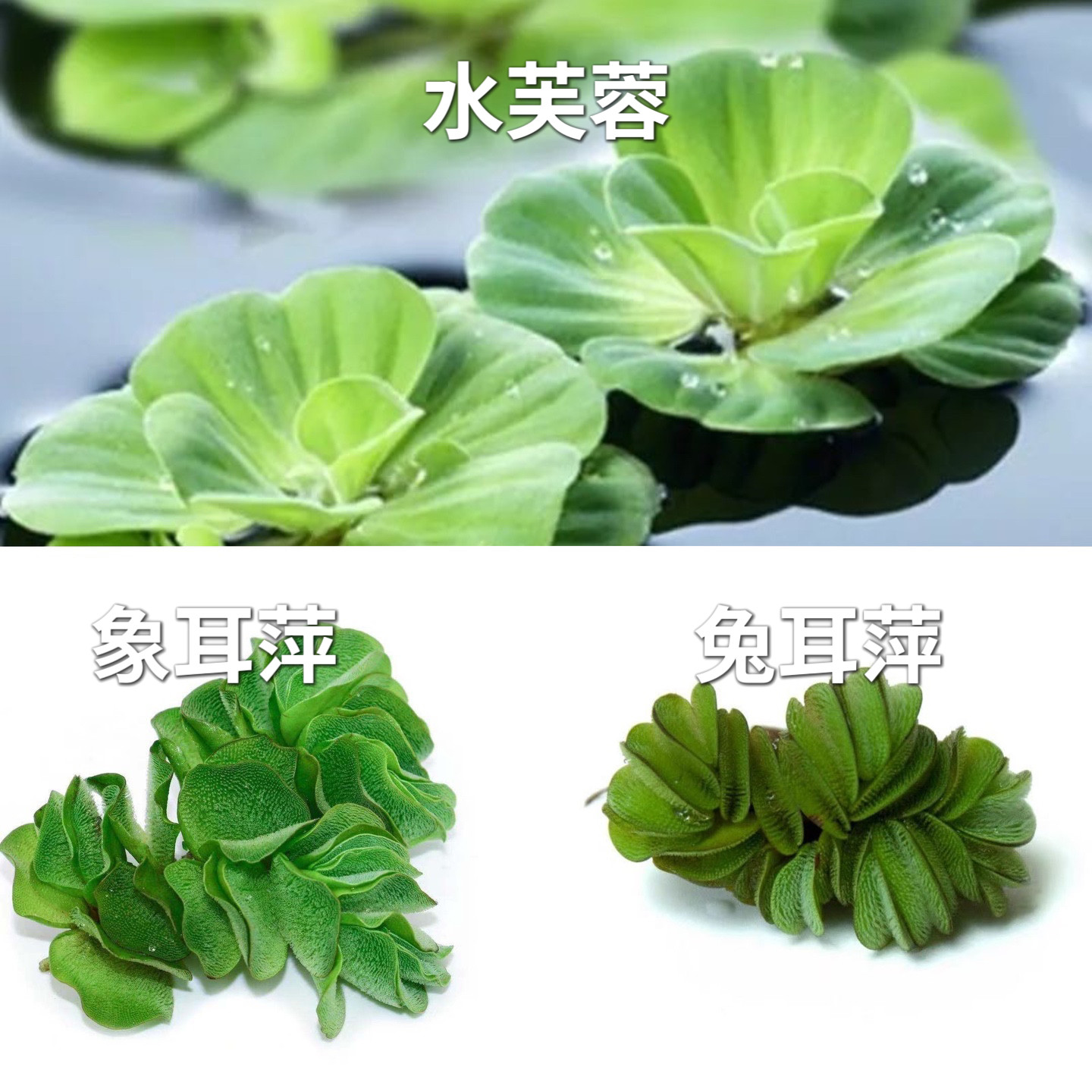 水芙蓉鲜活绿叶水草鱼缸造景
