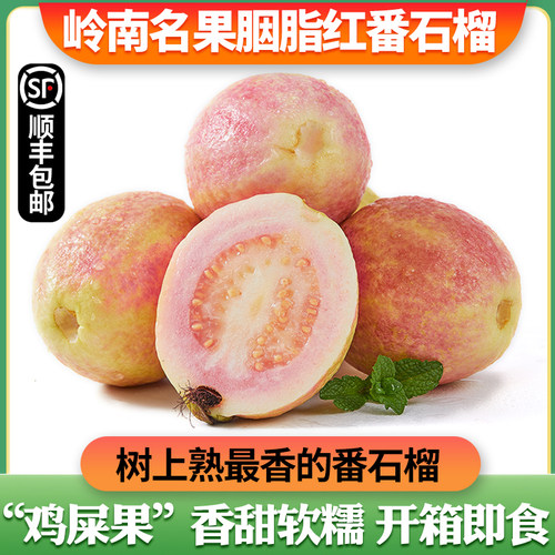 增城胭脂红番石榴老树香甜软糯果