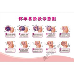 怀孕各阶段示意图挂图挂画定制 妇产科孕期胎儿生长发育过程图解