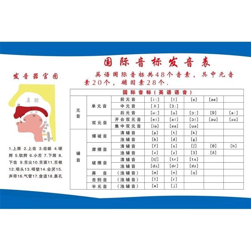 发音矫正口腔示意图挂图宣传画英语国际拼音发音表器官图解墙贴画