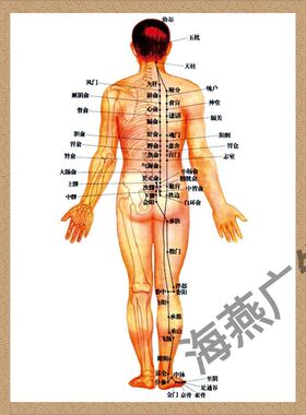人体器官足太阳膀胱经穴位图足太阳膀胱经预防和主治的疾病海报