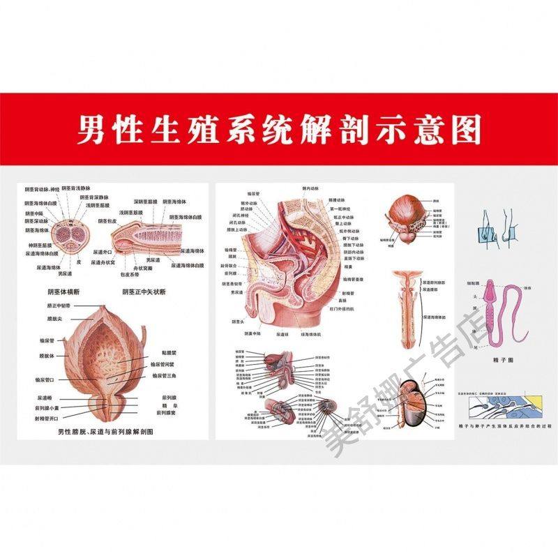 男性生殖系统解剖示意图及相关图谱海报男性人体解部图墙贴墙纸