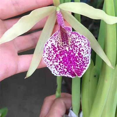 兰花-白拉索原种-B.digbyana 安德烈卡特兰 FCC/AOS 获奖个体