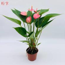 粉掌盆栽室内火鹤花烛红掌一帆风顺水培植物办公桌面客厅吸甲醛花