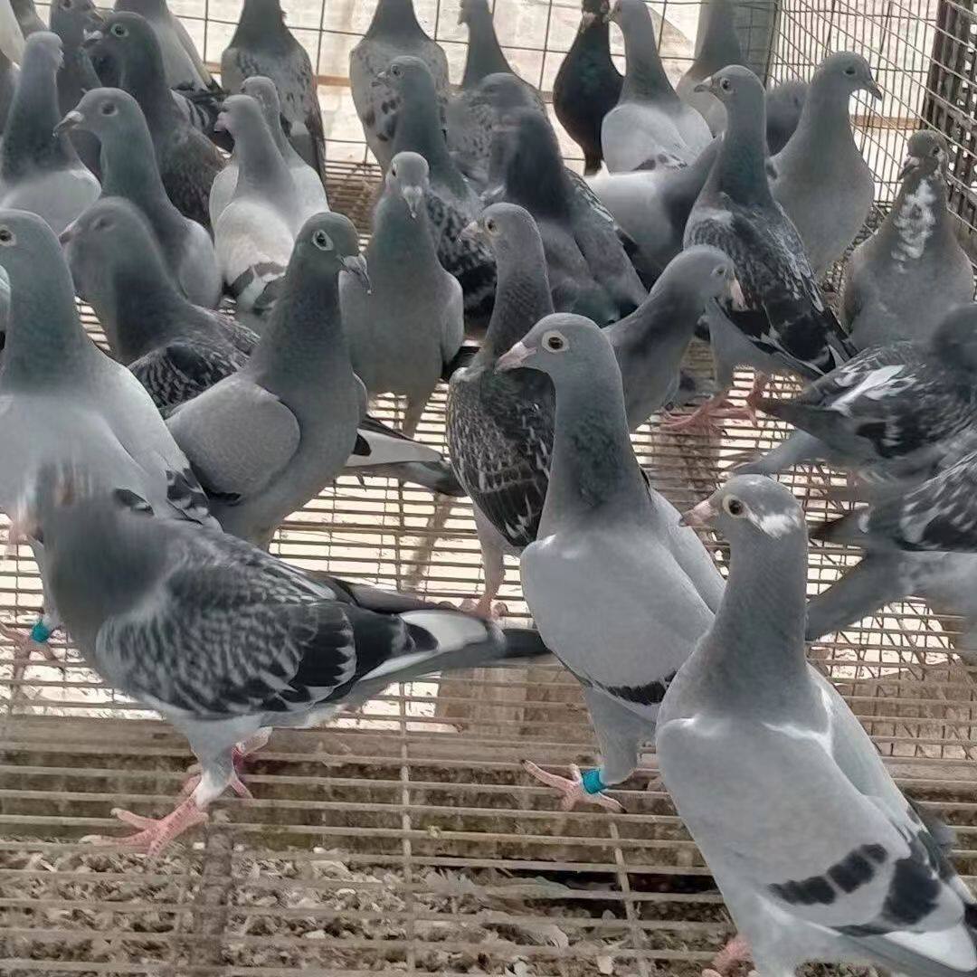 信鸽活体天落之家鸽公棚鸽成绩鸽台鸽种鸽观赏鸽赛鸽特比环
