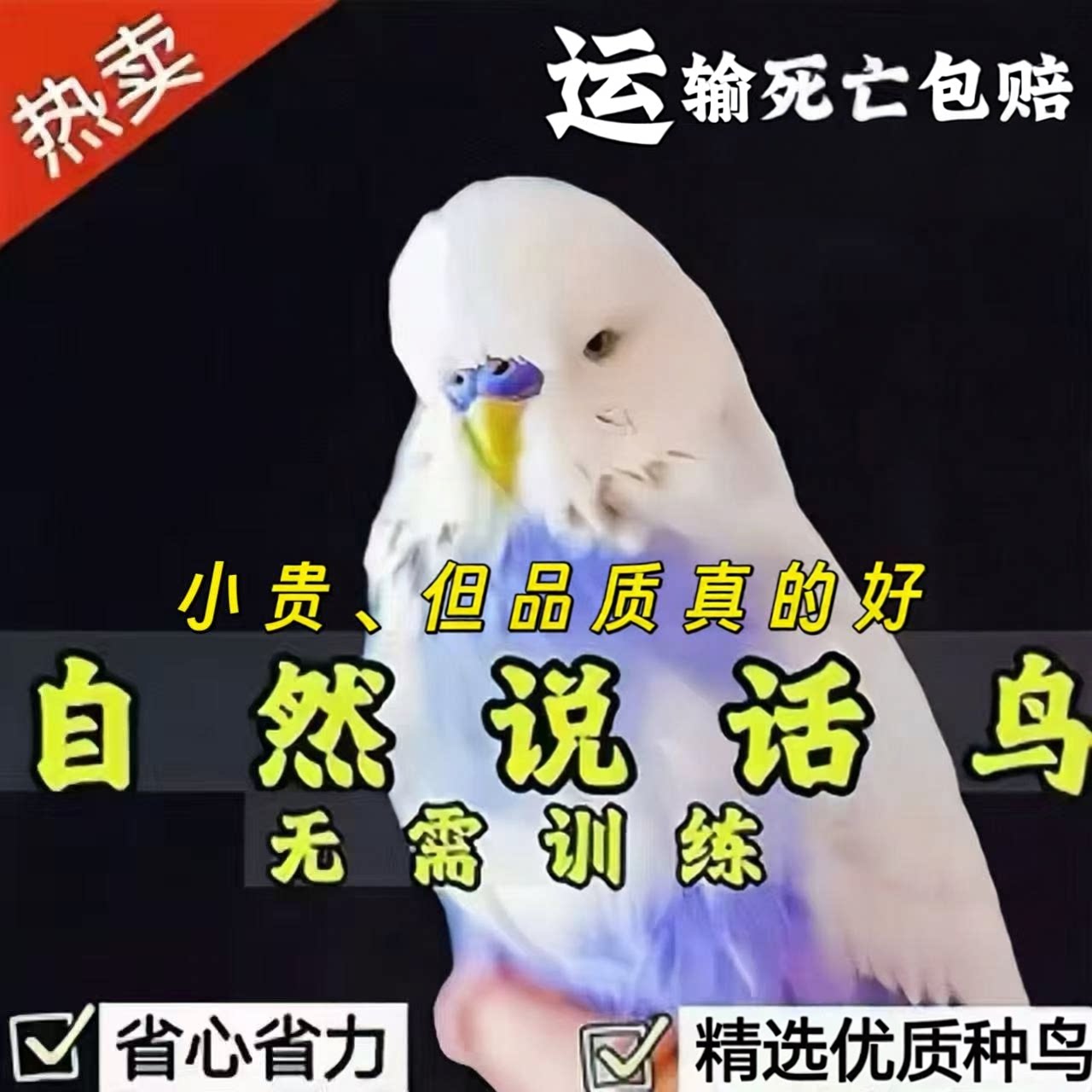 大头虎皮金彩鹦鹉「培养爱心」图片