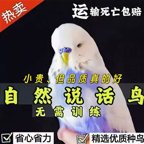 大头虎皮金彩鹦鹉「培养爱心」
