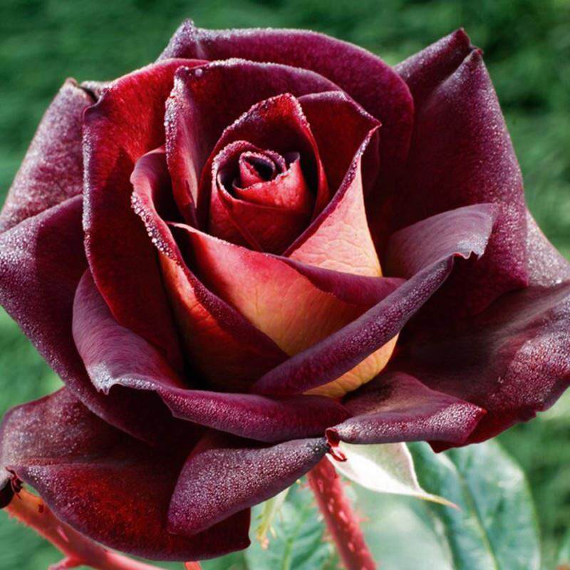 超新品【骇客月季绿方盆1.5加根接中大苗】灌木大花中香紫黑 勤花