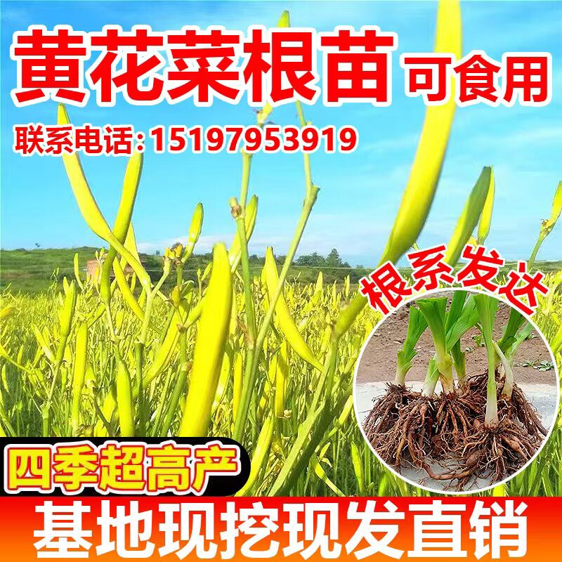 蔬菜种苗可观赏可食用