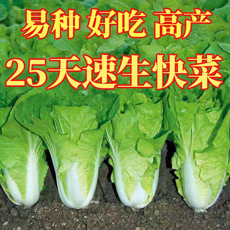 四季奶油快菜种子小白菜籽:耐热速生快菜种子大棚阳台蔬菜籽种