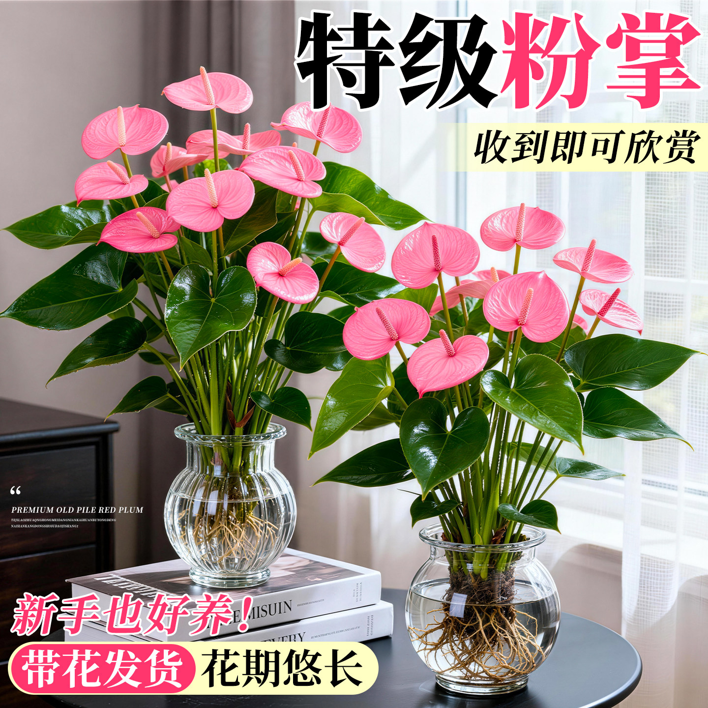 粉掌水培植物带花室内好养红掌盆栽水养绿植真花大叶大花四季耐寒,鲜花速递/花卉仿真/绿植园艺,红掌/凤梨/温室花卉,淘宝优惠券,粉丝福利购,淘宝优惠卷