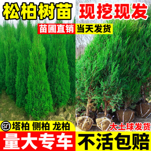 柏树树苗松柏墓前树坟地塔柏带土四季常青植物侧柏耐寒园林绿化