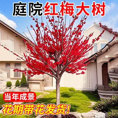高杆梅花树苗带花苞香飘满院