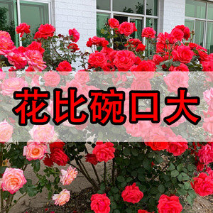 月季特大花浓香花苗四季开花大朵