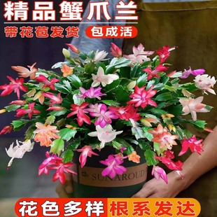 新品重瓣蟹爪兰莲苗盆栽带花苞多色花卉室内阳台小叶植物四季开花
