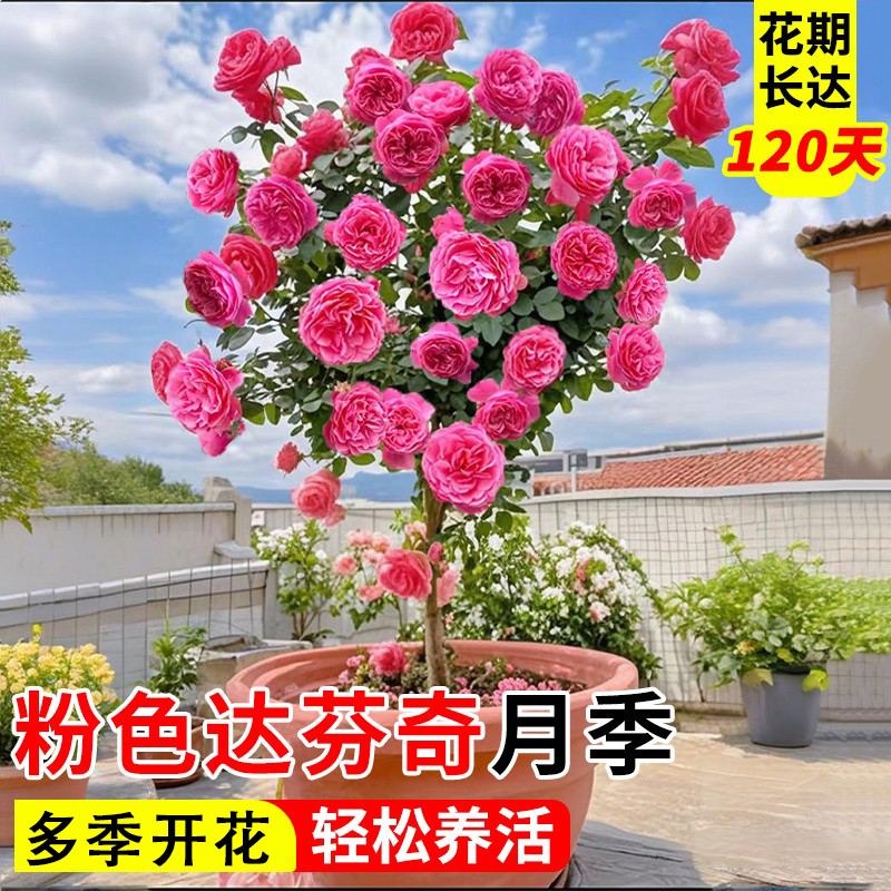 粉色达芬奇月季爬藤花苗四季