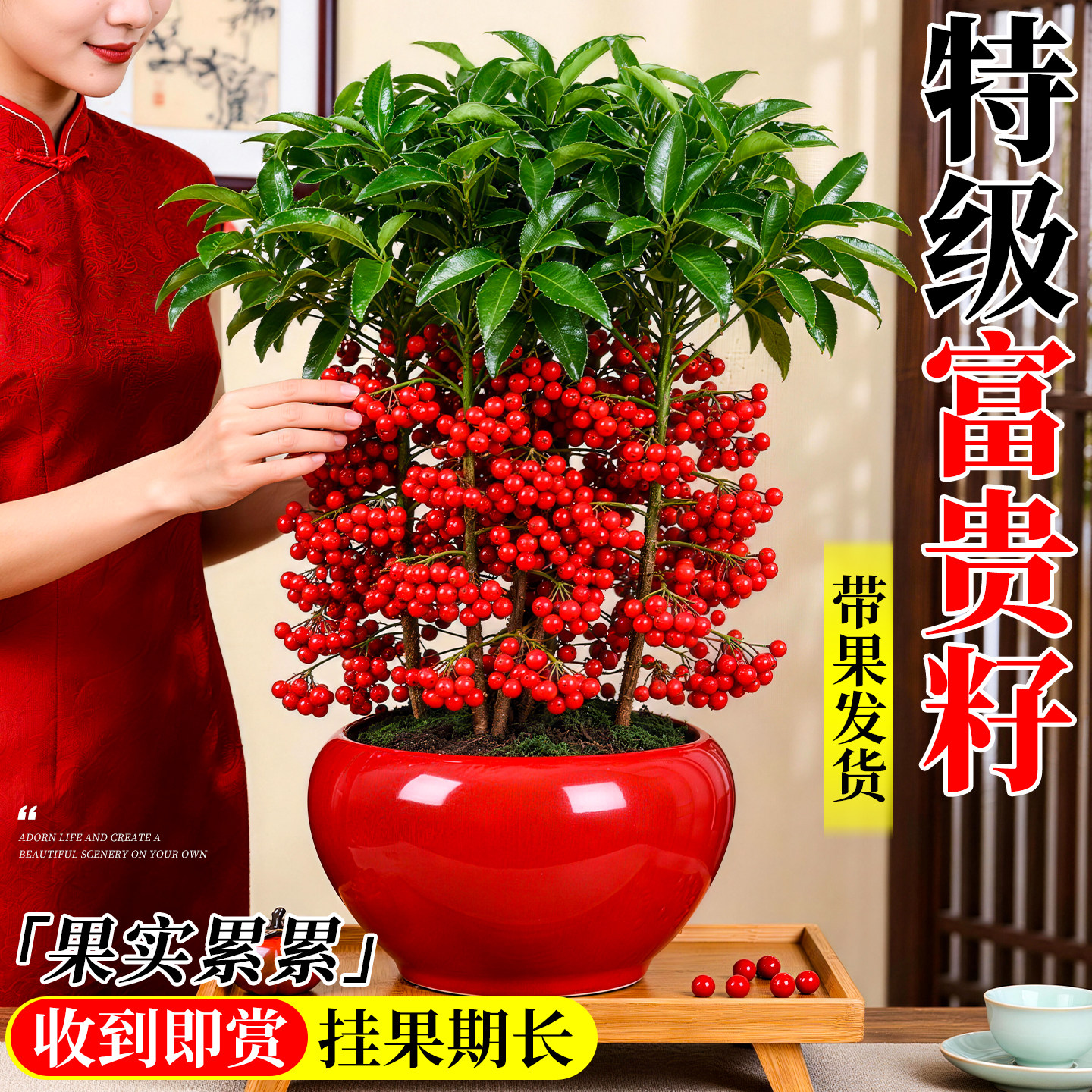 富贵籽阳台矮化带土果苗盆栽黄金万两绿植带红果植物罕见花卉客厅