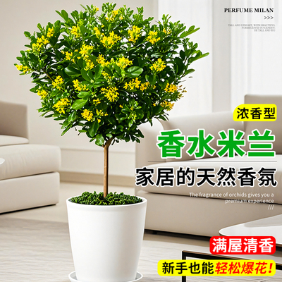香水米兰花棒棒糖带花苞树苗独杆