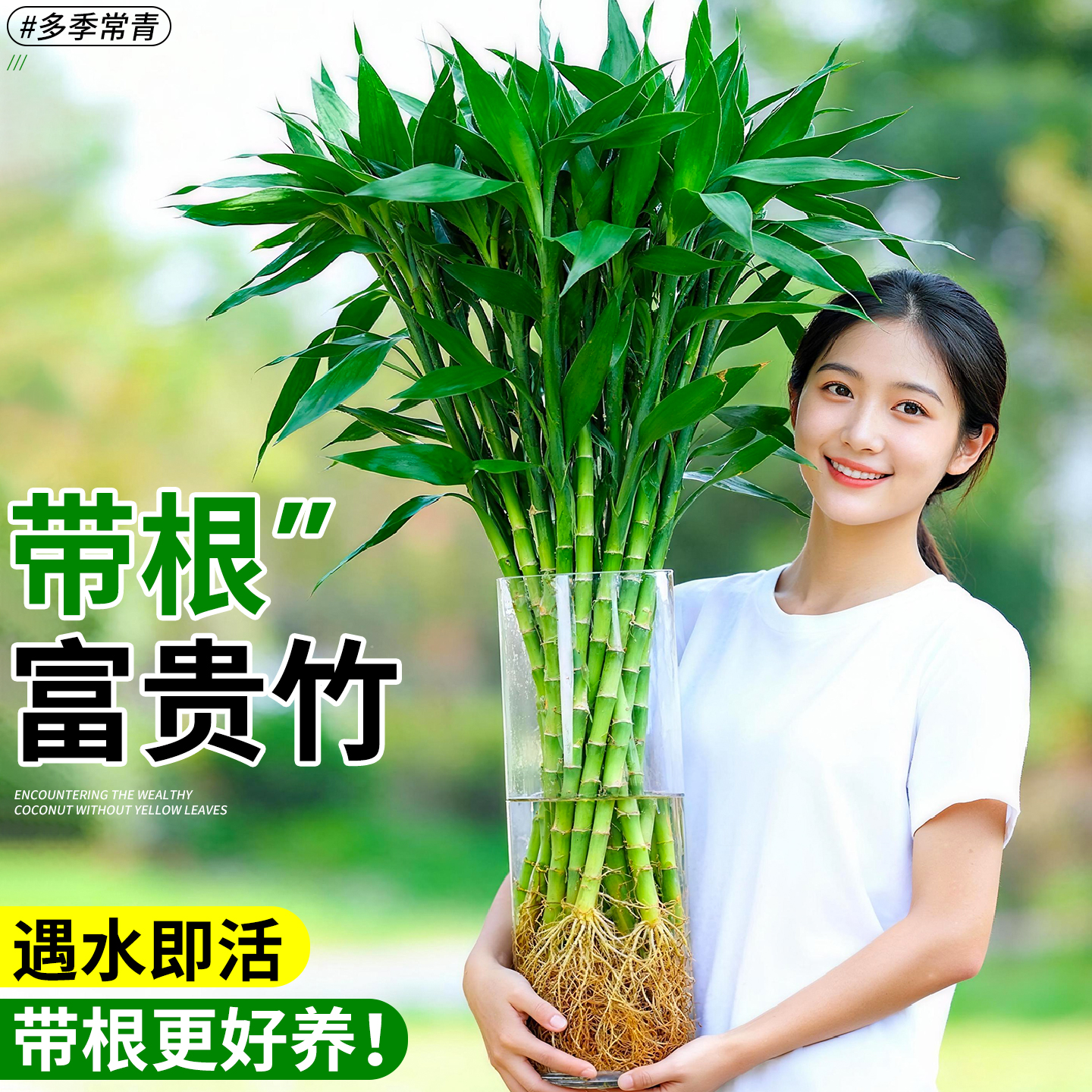 带根富贵竹粗杆水养特大水培