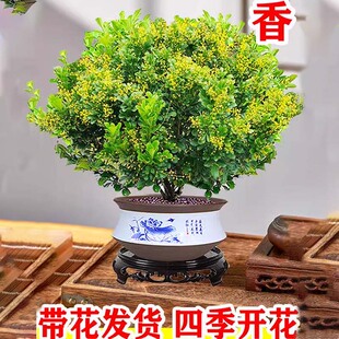 香水米兰花盆栽花卉绿植室内老桩带花苞四季开花好养驱蚊植物树苗