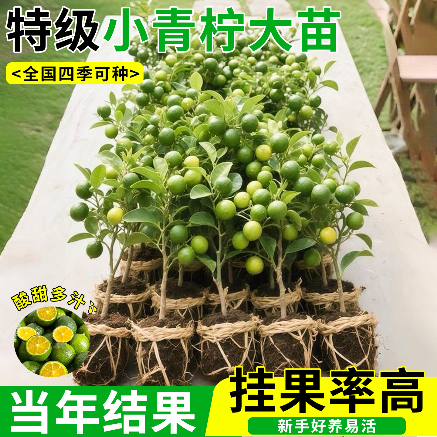 海南小青柠树苗可食用带果盆栽香水柠檬果苗庭院阳台金桔四季好种