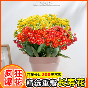 长寿花四季盆栽开花重瓣大花花苗金狐狸花期超长的花卉不需要阳光