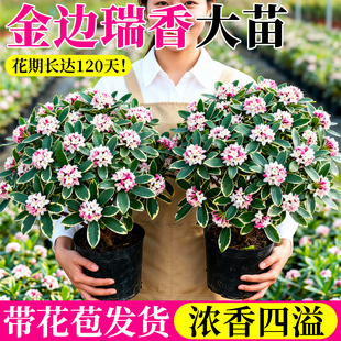 金边瑞香盆栽带花苞浓香型老桩花卉大苗花盆四季耐寒盆景客厅植物