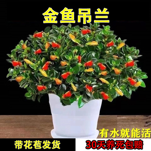 金鱼吊兰盆栽带花苞室内盆栽花阳台好养植物冬季懒人绿植四季常青