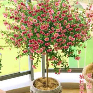 小木槿花苗盆栽棒棒糖花卉蓝雪花四季玛格丽特阳台好养活开花树苗