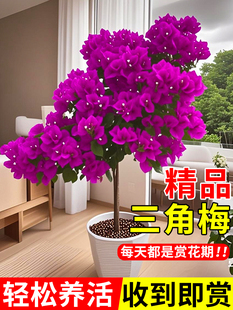 重瓣三角梅四季盆栽老桩带花植物开花三角梅花树苗室内花卉绿植
