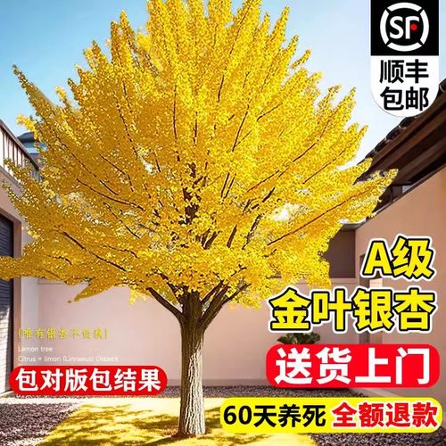 银杏树苗庭院绿化风景树