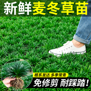 日本矮生麦冬草苗细叶庭院绿化植物耐寒园林别墅四季绿植常绿苗木