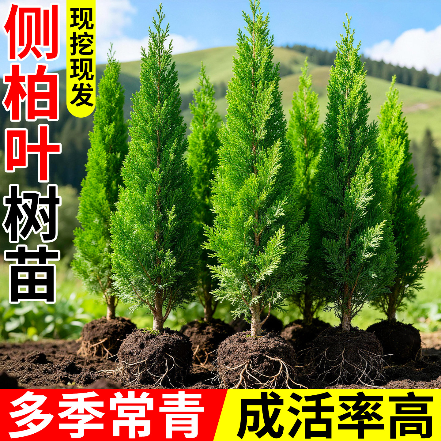 扁柏树苗正宗侧柏叶带土柏树坟地大树盆栽松柏门前树松树风景树