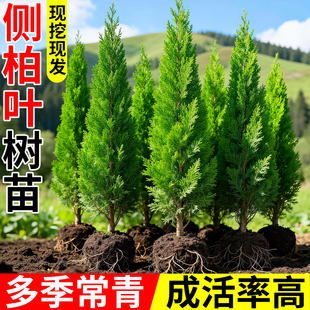 扁柏树苗正宗侧柏叶带土柏树坟地大树盆栽松柏门前树松树风景树