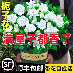 栀子花盆栽花卉植物室内水培办公室绿植桌面四季好养茉莉花九里香