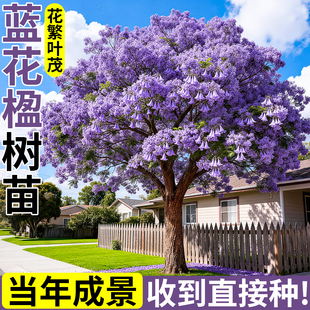 蓝花楹树苗盆栽绿植客厅真花老桩大树正宗庭院门前树四季带土开花