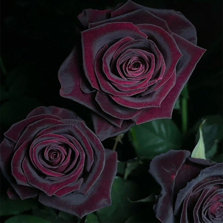 正宗特大花黑巴克玫瑰花苗浓香四季开花盆栽月季室内植物耐寒耐热,鲜花速递/花卉仿真/绿植园艺,月季/蔷薇/玫瑰,淘宝优惠券,粉丝福利购,淘宝优惠卷