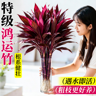 鸿竹竹水培植物带根粗杆富贵竹好养客厅紫竹鸿运当头盆栽开运水养
