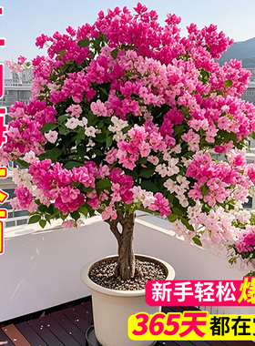 重瓣三角梅花树苗四季三角梅带花室内开花植物好养花卉盆栽花苗